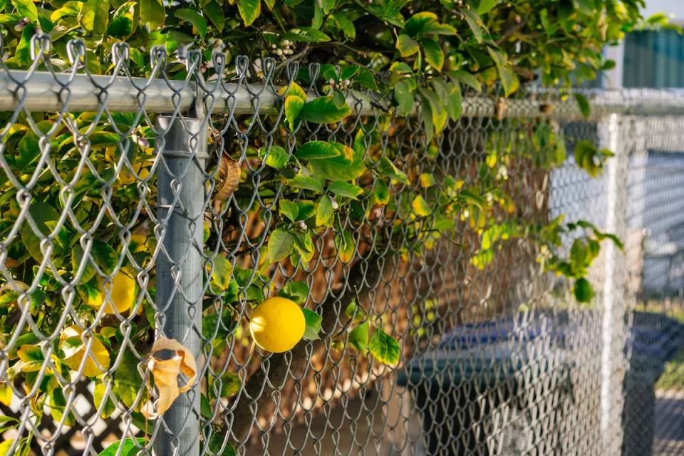 Close-up of yellow lemon growing on tree poking through chain link fence.